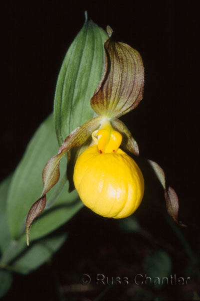 Yellow Lady's Slipper © Russ Chantler